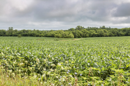 soybean crops in Missouri with wildflowers in front and tree in backgroundの写真素材