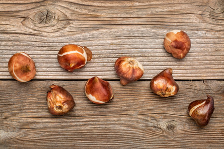 abstract of tulip bulbs ready for planting in a fall, rustic grained wood background
