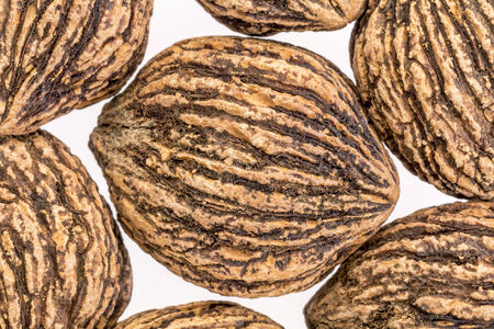 organic black walnuts in shells against white backgroundの写真素材