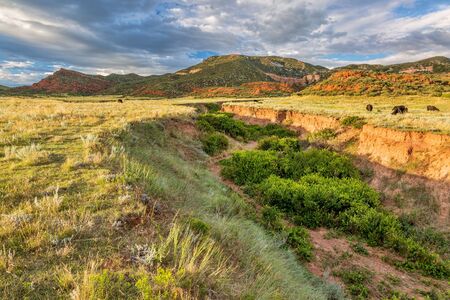 Red Mountain Open Space in northern Colorado near Fort Collins, summer scenery at sunset with cattleの写真素材