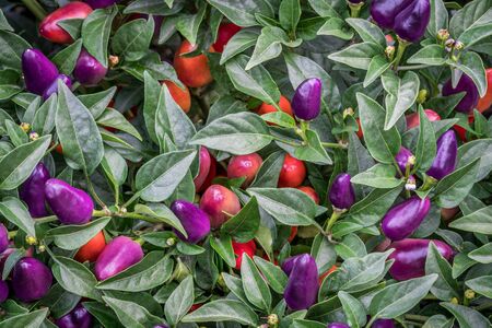 background of hot loco pepper plant in garden, loco is a compact multi branching Chili producing a heavy crop of  upright facing vivid purple peppersの写真素材