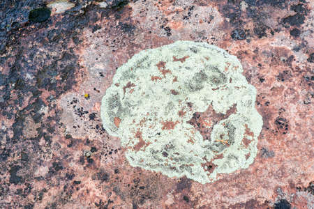 circular lichen colony on sandstone in Colorado Rocky Mountainsの写真素材