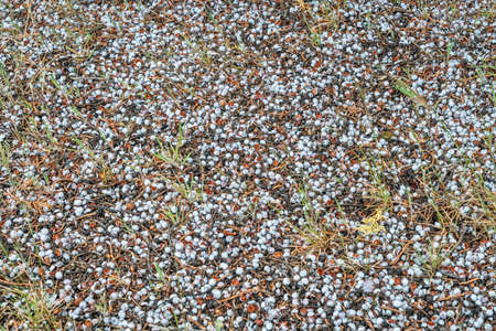 juniper berries covering ground in a semiarid desert in the southwest USAの写真素材