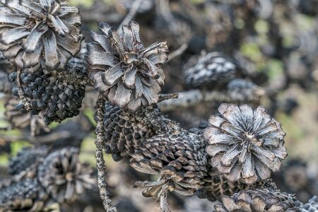 abstract of pine tree cones burned by wildfire, Rocky Mountains in Colorado
