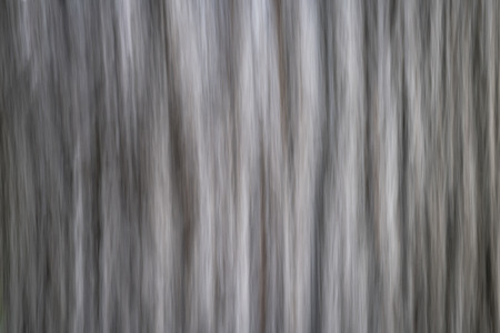 tree trunks  - nature motion blur abstract created with intentional camera movementの写真素材