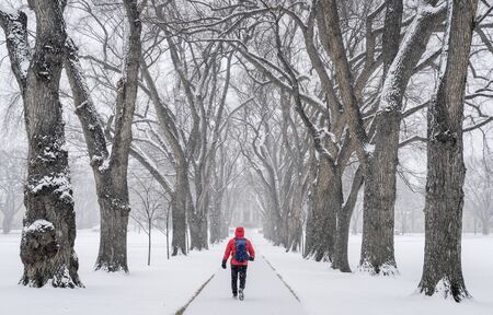 lonely male figure walking in a blizzard - alley of old elm trees - historical Oval at Colorado State University campus, Fort Collinsの写真素材
