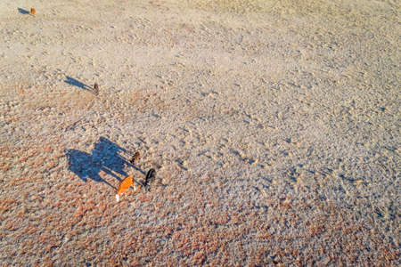 sunrise aerial view of cattle (cows with calves) with long shadows at Colorado foothillsの写真素材