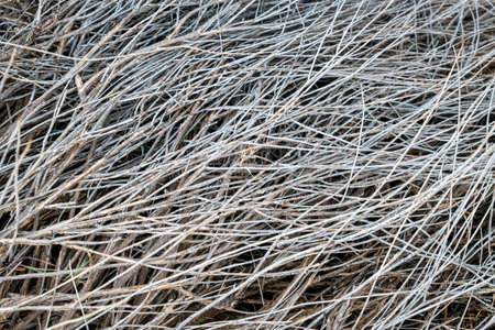 texture of dried desert shrub in the Moab area, Utahの写真素材