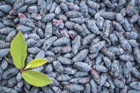 background of honeysuckle berry freshly picked from a garden with fingerprints of a gardenerの写真素材