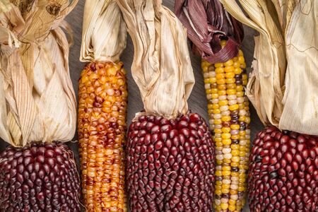 ears of decorative strawberry corn over grained wood backgroundの写真素材
