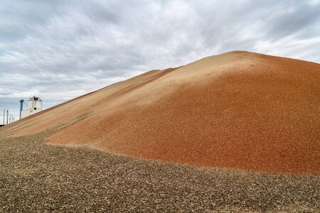 a large pile of red sorghum grain in western Kansas in early Novemberの写真素材