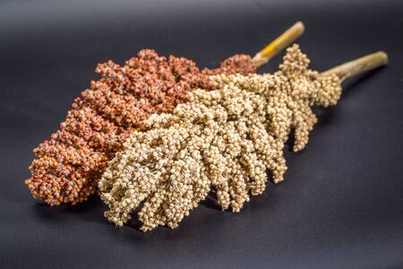 clusters of ripe white and red sorghum seeds on black backgroundの写真素材