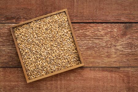 hard red winter wheat in a square box against rustic barn wood with a copy spaceの写真素材