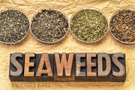 bowls of seaweed diet supplements (bladderwrack, sea lettuce,  wakame and Irish moss) with letterpress wood typographyの写真素材