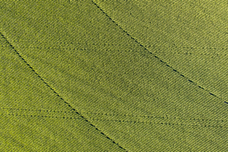 aerial view of corn field with tractor and sprinkler footprins, eastern Coloradoの写真素材