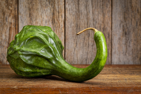 dinosaur squash against rustic wood - fall holidays decorationの写真素材