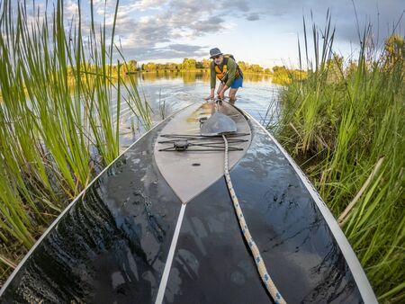 Senior male is launching stand up paddleboard on a lake through reeds