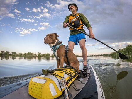 senior male paddling stand up paddleboard with his pitbull dog on lake in Colorado, summer scenery