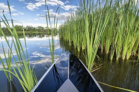 stand up paddleboard running through green reed on a lakeの写真素材