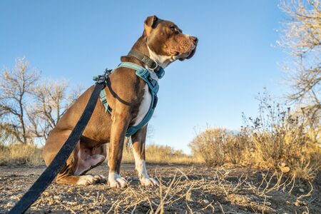 Young pit bull terrier dog in no pull harness sitting during outdoor walkの写真素材