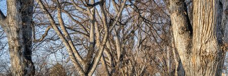 trunks and branches of old American elm trees in late fall scenery, panoramic banner