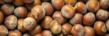 organic hazelnuts in shells against dark  background, panorama bannerの写真素材