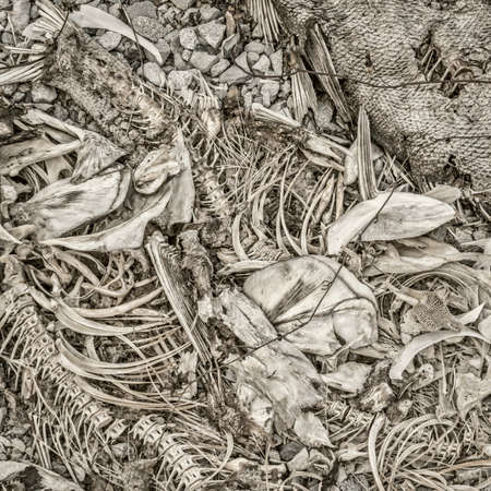 fish bones and remains left on a river shore by herons, square format black and white image with...