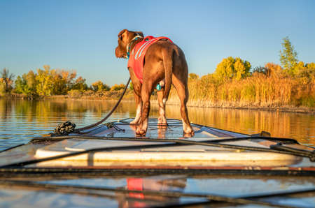 pit bull terrier dog in life jacket on a bow of touring stand up paddleboard, fall scenery of a lake in Coloradoの写真素材