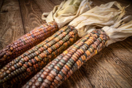 ornamental corn ears close-up on a rustic wood, fall holidays or harvest concept, soft focus image shot with a lensless pinhole cameraの写真素材