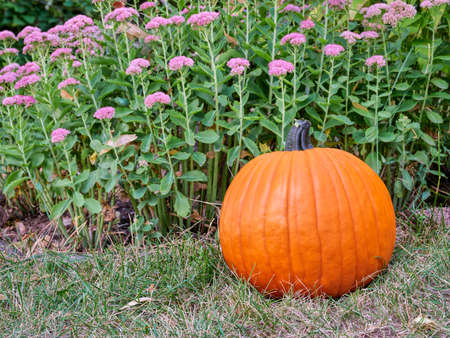 homegrown pumpkin on grass in backyard with purple flowers in backgroundの写真素材