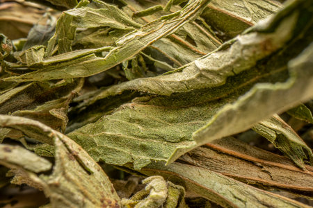 stevia dried leaves - natural sweetener, sugar substitute, macro shot with a probe lensの写真素材