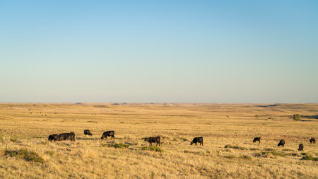 cattle grazing on a Colorado prairie, Soapstone Prairie Natural Areaの写真素材