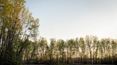 dawn over riparian forest and levee in the valley of the Missouri river at Dalton Bottoms