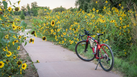 touring gravel bike at dusk on a biking trail with wild sunflowers in Fort Collins, Coloradoの写真素材