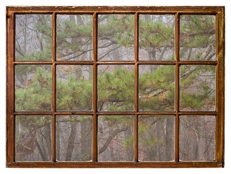 forest and pine tree in fog as seen from a retro sash windowの写真素材