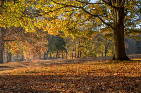 late fall sunrise on a shore of the Tennessee River in Colbert Ferry Park, Natchez Trace National Parkwayの写真素材
