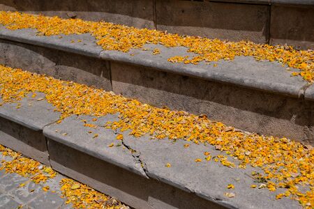 Old stone staircase, which is covered in yellow flowers