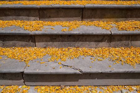 Old stone staircase, which is covered in yellow flowersの写真素材