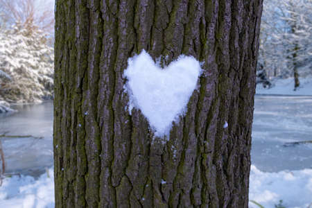 A heart made of snow on a tree in the park