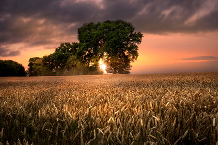 A cornfield with trees in the evening mood as the sun goes downの写真素材