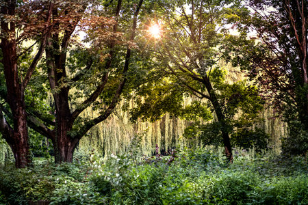 Dense vegetation in a forest while the sun's rays shine through the treetopsの写真素材