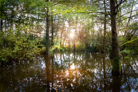 The sun's rays make their way through the trees of the primeval forest and are reflected in the waterの写真素材
