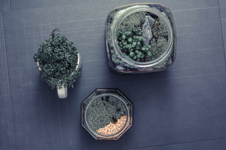 Moss terrarium, plants and green leaf on black background.の写真素材
