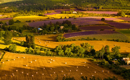 Sunrise over cultivated fields in Sault Provence