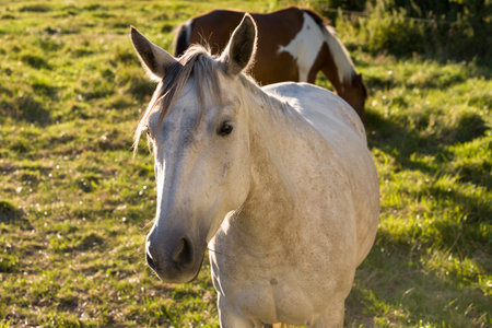 Free horses grazing Provenceの写真素材