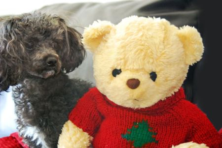 Miniature poodle hanging out with a friend for the holidays.