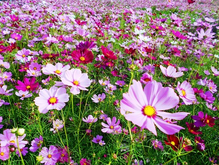 Field of vivid wild flower dreams created by Mother Natureの写真素材