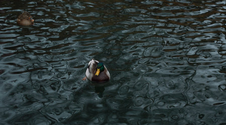 A pair of ducks swim in a pondの写真素材