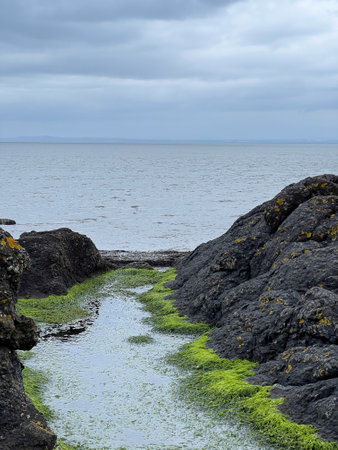 A small bay on the sea coast. The bay is overgrown with algae and mossの写真素材