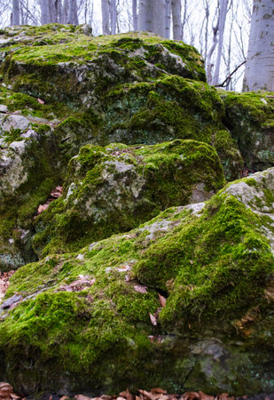 Big mossy stones in a dark forestの写真素材